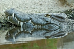 nile-crocodile_02Dec12