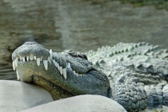 nile-crocodile_03Dec12
