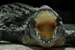 nile-crocodile_16Aug08