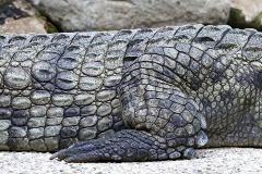 nile-crocodile_17Sep20
