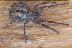 nosferatu-spider_11Apr24