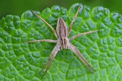 nursery-web-spider_14Sep22