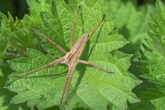 nursery-web-spider_15Mar26