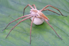 nursery-web-spider_28May26