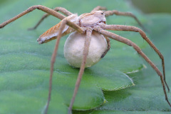 nursery-web-spider_29May26