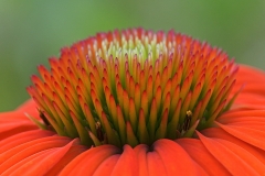 orange-red-coneflower_10Jul20