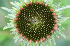 orange-red-coneflower_10Jun22