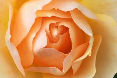 orange-rose_07Jun25