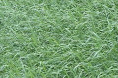 orchard-grass_09Aug23