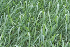 orchard-grass_10Aug23