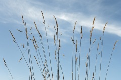 orchard-grass_25Aug23