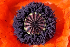 oriental-poppy_02Jun16