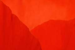 oriental-poppy_03Jun16