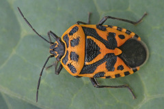 ornate-shieldbug_20Aug26