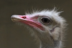 ostrich_27Nov22
