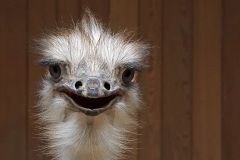 ostrich_28Nov22