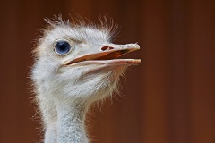 ostrich_29Nov22