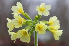 oxlip_01Mar24