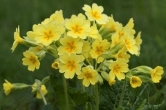 oxlip_14Jun18