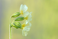 oxlip_22Mar26