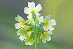 oxlip_24Mar26
