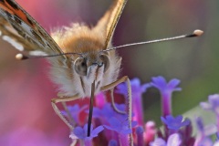 painted-lady_02Sep25