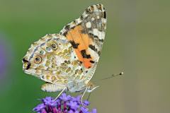 painted-lady_14Jun26