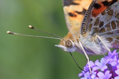 painted-lady_16Jun25