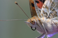 painted-lady_17Jun25