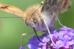 painted-lady_18Jun25