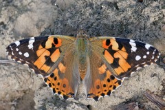 painted-lady_28Aug25