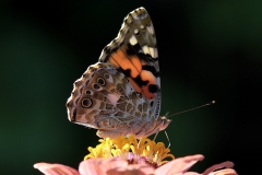 painted-lady_28Jul19