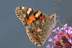 painted-lady_29Aug25