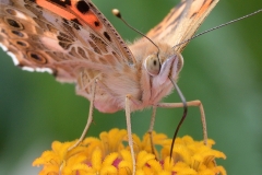 painted-lady_29Jul19