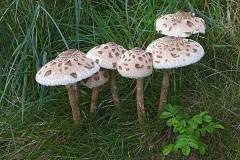 parasol_05Nov23