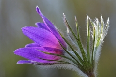 pasque-flower_31Mar20