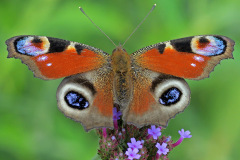 peacock-butterfly_02Jul26