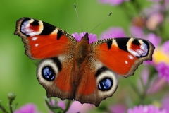 peacock-butterfly_26Sep09