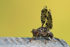 peacock-fly_24May22