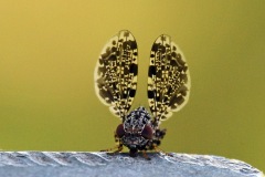 peacock-fly_25May22