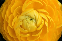 persian-buttercup_27Feb20