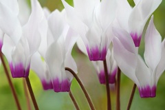 persian-cyclamen_15Jan23