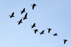 petite-camargue_17Aug13