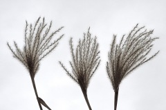 plant-art_05Jan24
