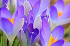 plant-art_09Feb24