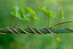 plant-art_20Jun13