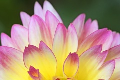 plant-art_21Jul25