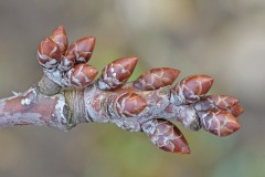 plant-buds_12Feb26