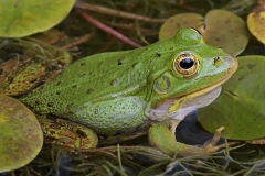 pool-frog_14Jun18