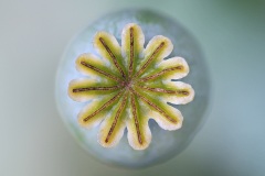 poppy-violet_06Jul22